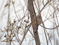American Tree Sparrow